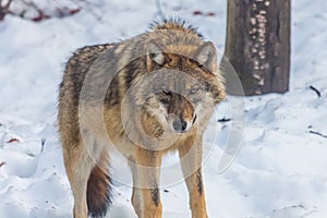 Gray wolf (Canis lupus)