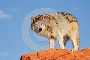 Gray wolf (Canis lupus)