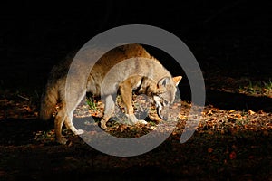 Gray wolf, Canis lupus, in the dark forest. Wolf hidden in the forest. Wildlife scene from nature. Beautiful light with animal.