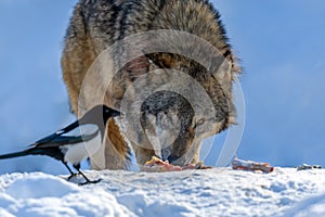 Gray wolf, Canis lupus, eat meat in the winter forest