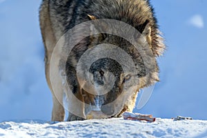 Gray wolf, Canis lupus, eat meat in the winter forest