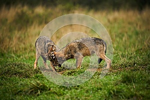 Gray wolf, Canis lupus, fight together in the morning light