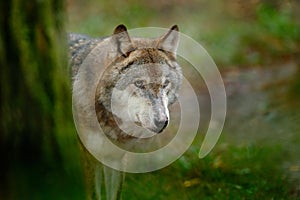 Gray wolf, Canis lupus, in the green leaves forest. Detail portrait of wolf in the forest. Wildlife scene from north of Europe. Be