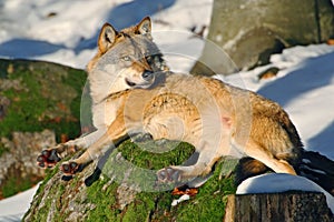 Gray wolf, Canis lupus, lying on stone, at white snow, nature habitat in the forest, Norway