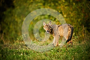 Gray wolf, Canis lupus, in the morning light