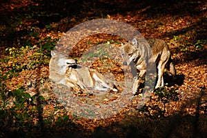 Gray wolf, Canis lupus, in the orange leaves. Two wolfs in the autumn orange forest. Animal in the nature habitat. Wildlife scene