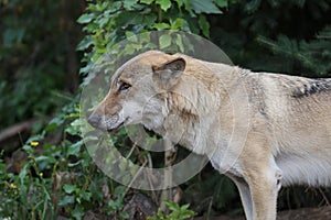 Gray Wolf (Canis lupus) Portrait - captive animal. Wolf at the zoo in the summer.