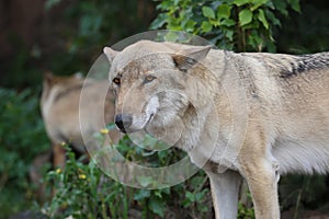 Gray Wolf (Canis lupus) Portrait - captive animal. Wolf at the zoo in the summer.