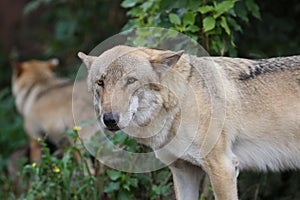 Gray Wolf (Canis lupus) Portrait - captive animal. Wolf at the zoo in the summer.