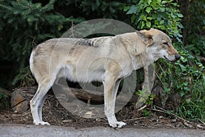 Gray Wolf (Canis lupus) Portrait - captive animal. Wolf at the zoo in the summer.