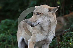 Gray Wolf (Canis lupus) Portrait - captive animal. Wolf at the zoo in the summer.