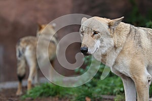 Gray Wolf (Canis lupus) Portrait - captive animal. Wolf at the zoo in the summer.