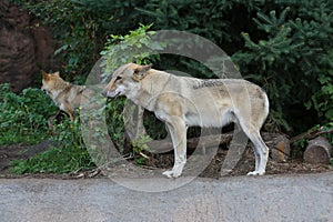 Gray Wolf (Canis lupus) Portrait - captive animal. Wolf at the zoo in the summer.