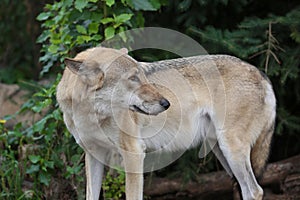 Gray Wolf (Canis lupus) Portrait - captive animal. Wolf at the zoo in the summer.