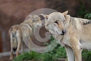 Gray Wolf (Canis lupus) Portrait - captive animal. Wolf at the zoo in the summer.