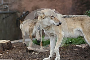 Gray Wolf (Canis lupus) Portrait - captive animal. Wolf at the zoo in the summer.