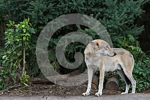 Gray Wolf (Canis lupus) Portrait - captive animal. Wolf at the zoo in the summer.