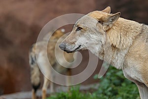 Gray Wolf (Canis lupus) Portrait - captive animal. Wolf at the zoo in the summer.