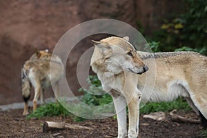 Gray Wolf (Canis lupus) Portrait - captive animal. Wolf at the zoo in the summer.