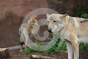 Gray Wolf (Canis lupus) Portrait - captive animal. Wolf at the zoo in the summer.