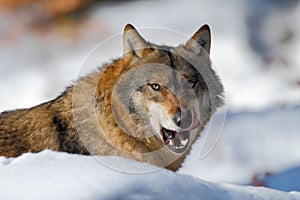 Gray wolf, Canis lupus, portrait with stuck out tongue, at white snow