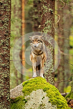 Gray wolf Canis lupus portrait in the wilderness
