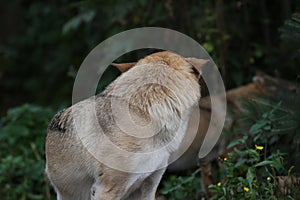 Gray Wolf (Canis lupus), rear view. Portrait - captive animal. Wolf at the zoo in the summer.