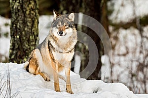 Gray wolf, Canis lupus, sitting and looking in camera with snow and forest in the background.