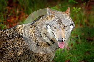 Gray wolf, Canis lupus, in the spring light, in the forest with green leaves. Wolf in the nature habitat. Wild animal in the