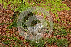 Gray wolf, Canis lupus, in the spring light, in the forest with green leaves. Wolf in the nature habitat. Wild animal in the