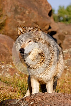 Gray wolf (Canis lupus)