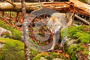 Gray wolf Canis lupus waits under an old log