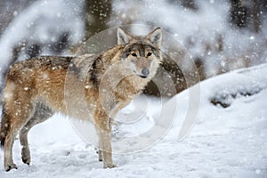 Gray wolf, Canis lupus in the winter forest