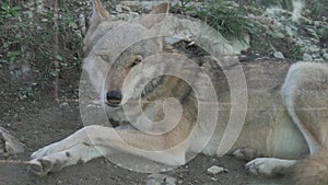 Gray wolf Canis lupus on the zoo.