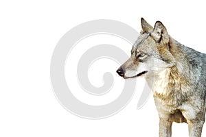 gray wolf close-up portrait isolated on white