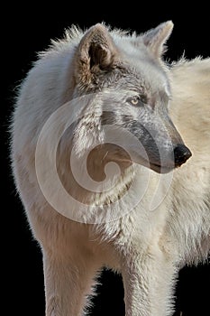 Gray Wolf Closeup