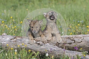 Gray wolf cubs