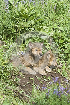 Gray wolf cubs