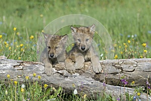 Grigio Lupo cuccioli 