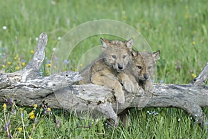 Gray wolf cubs