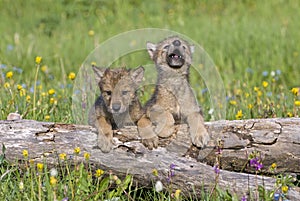 Gray wolf cubs in Montana USA