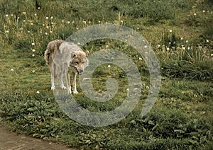 Gray wolf on a dandelion lawn