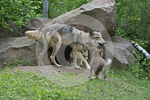 Gray Wolf at den surrounded with pups.