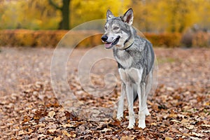 gray wolf dog of Saarlos, in the park on the grass in autumn