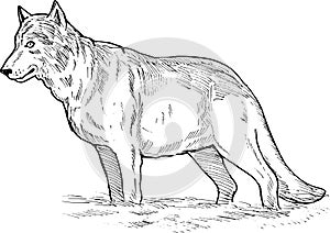 Gray wolf drawing