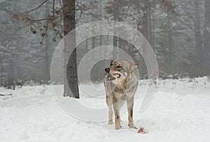 Gray wolf eating his prey in forest in winter