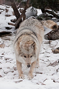 Gray wolf female in the snow, beautiful strong animal in winter