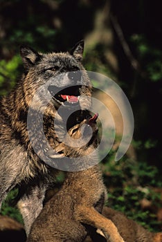 Gray Wolf Female and Young Interacting