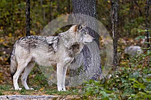 Gray Wolf In Forest Looking Right beside tree,.