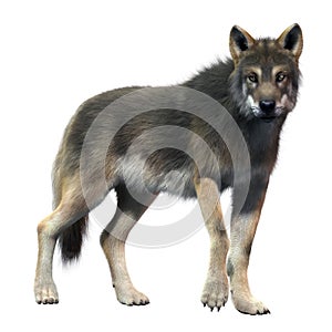 Gray Wolf Front